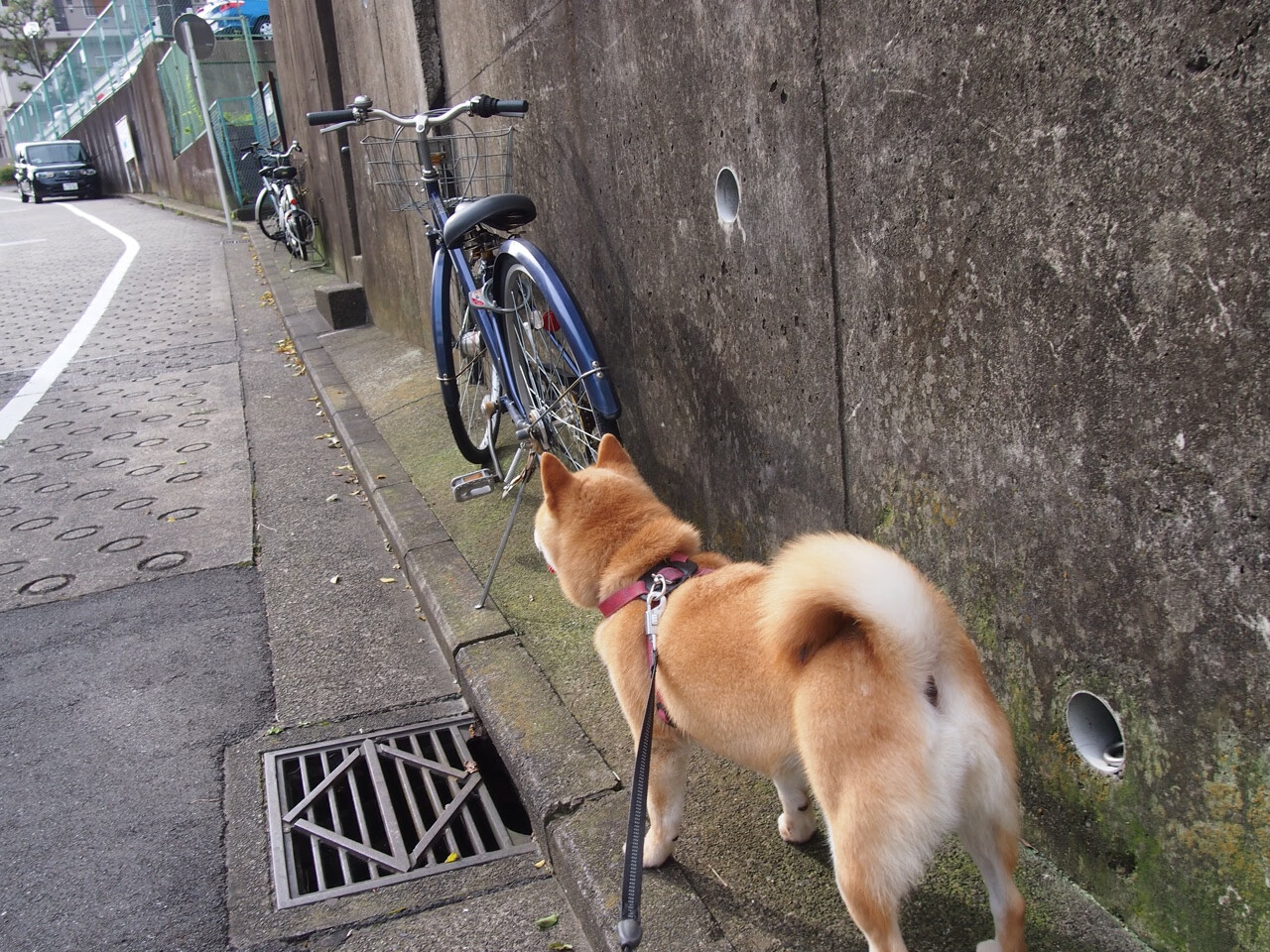 皇家社会打出流畅传控展现统治力,皇家社会首发