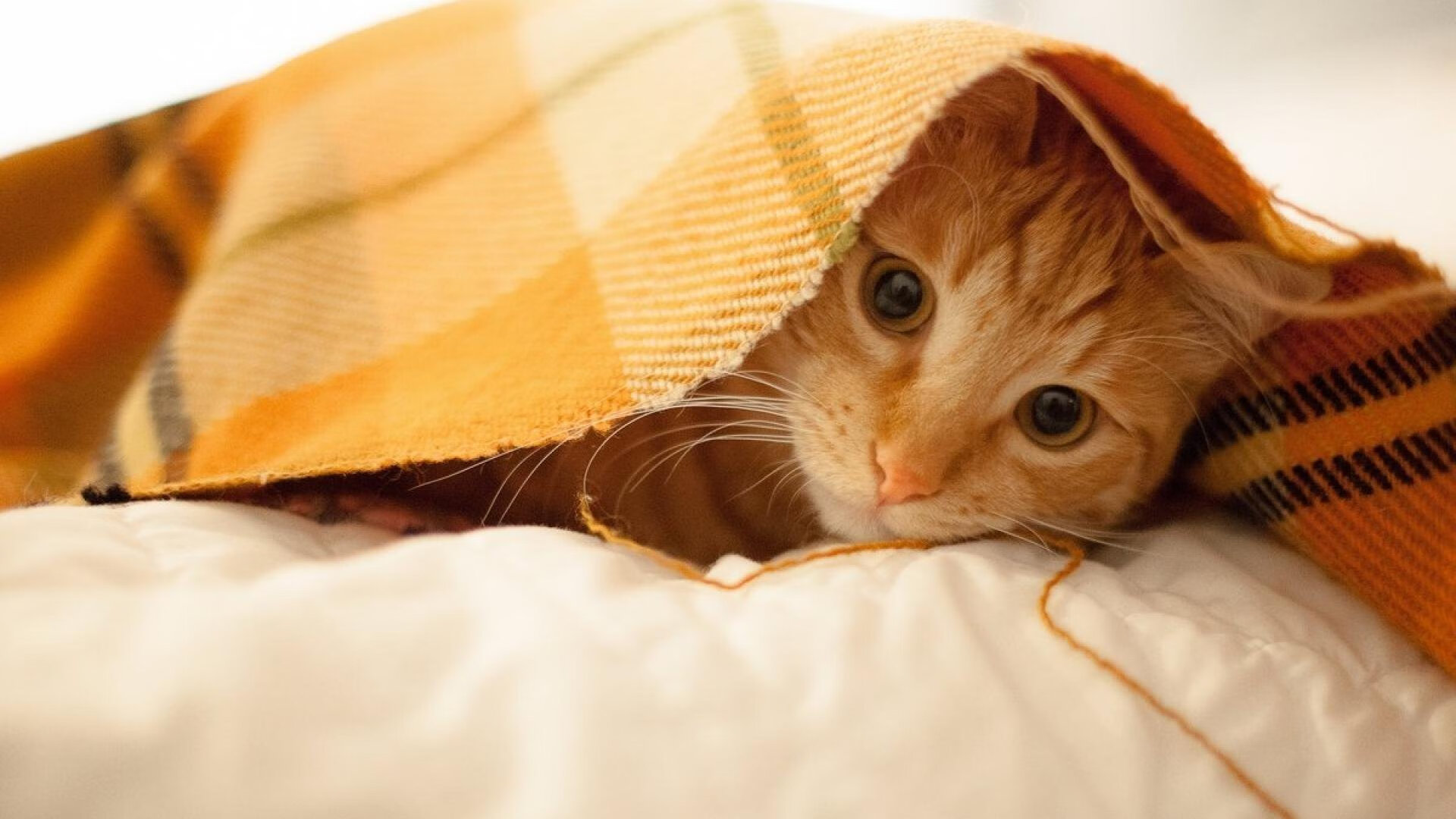 APP下载 LY Sports-美方蝶泳转身起腿快，中国选手水感更佳，蝶泳最美