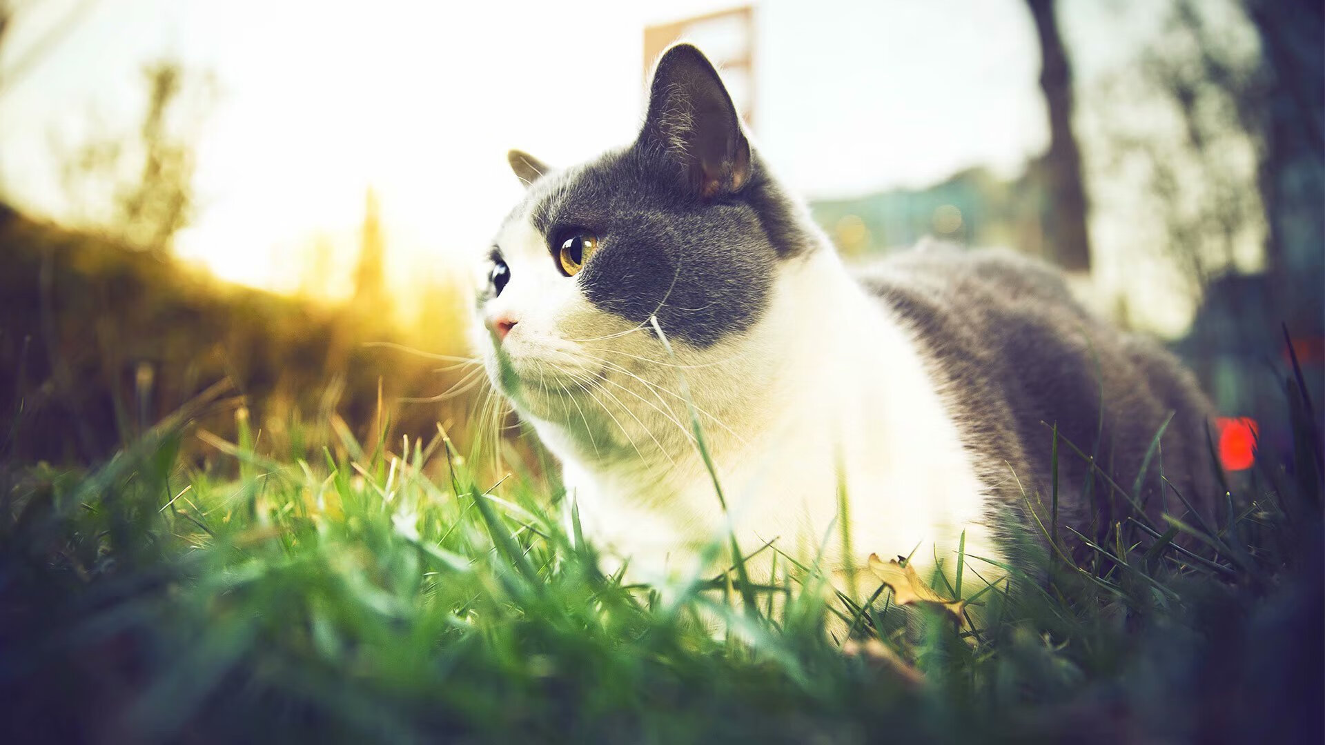 美方蝶泳转身起腿快,中国选手水感更佳,蝶泳最美