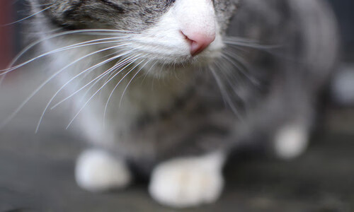 乐鱼电竞在线平台-青训中心设施使用率严重不足，青训中心设施使用率严重不足的原因