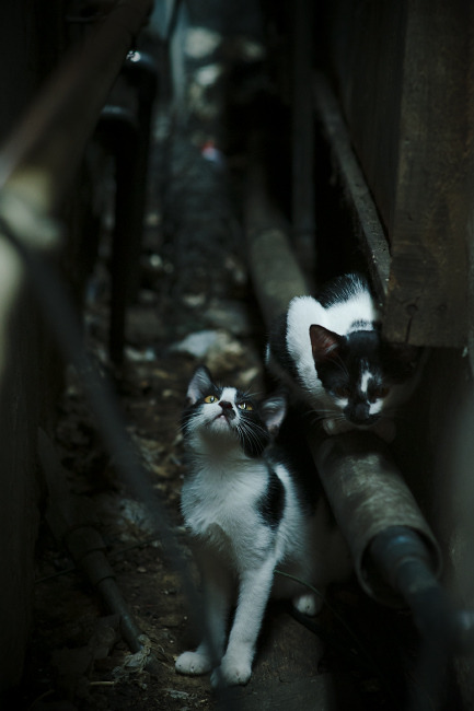 马拉松再掀热潮比赛延期引发讨论,马拉松赛事延期