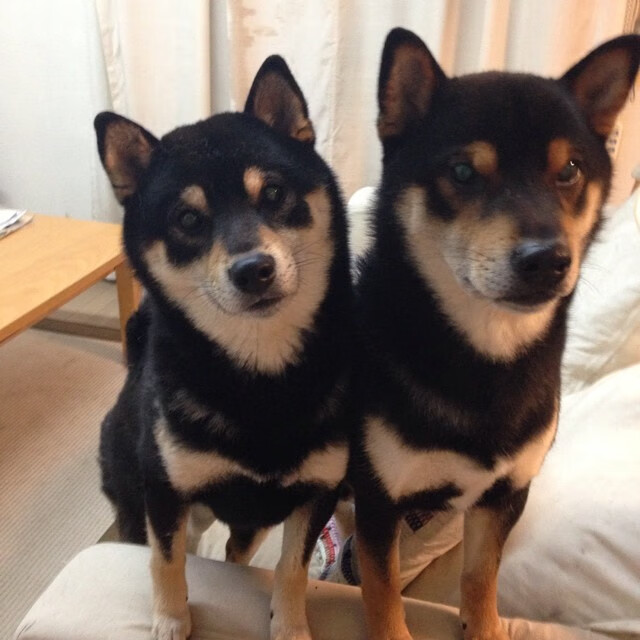 “诺克·达维德·彼得森的赛场表现引起橄榄球圈广泛关注”