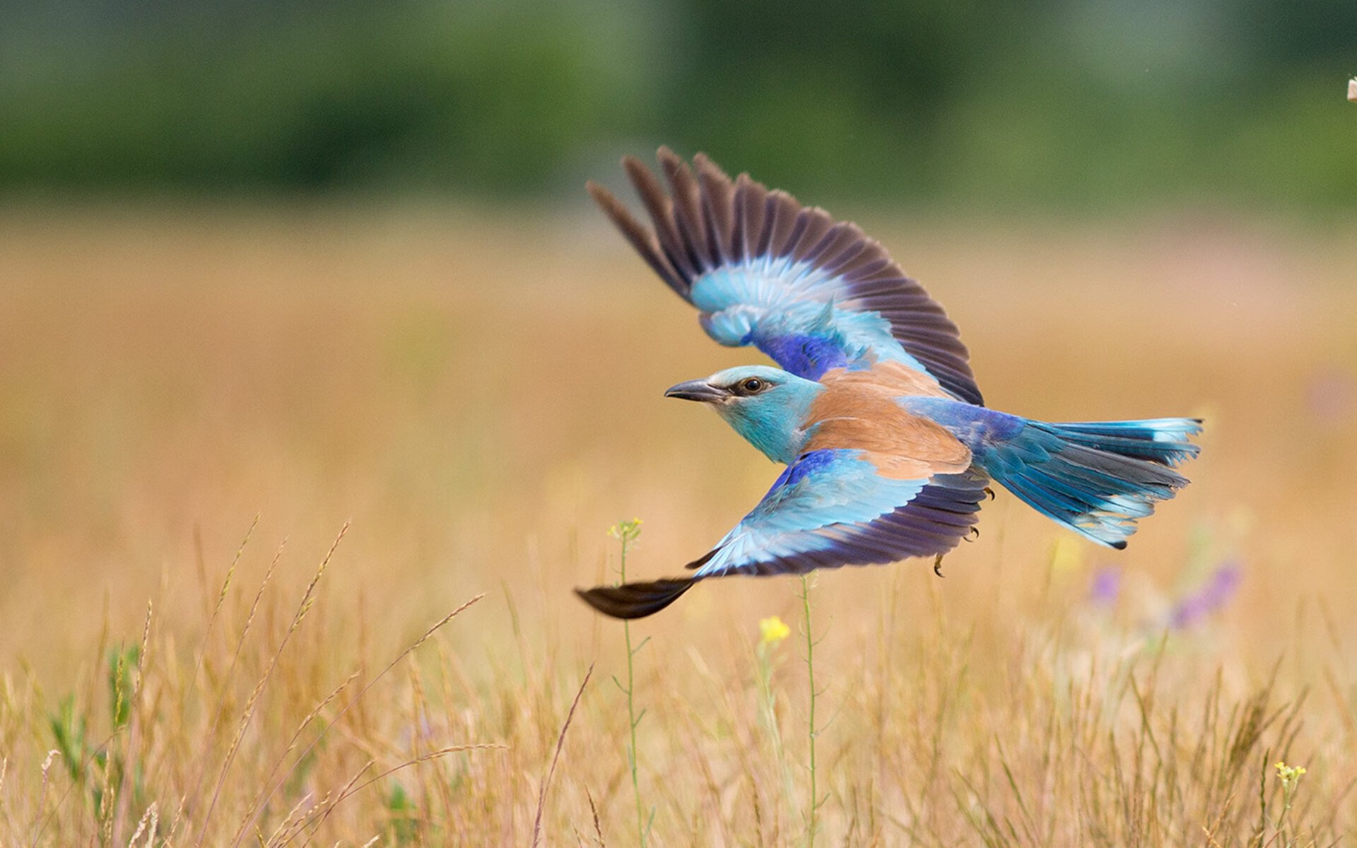 中国足球青年队参加国际友谊赛成果显著,中国青年足球锦标赛