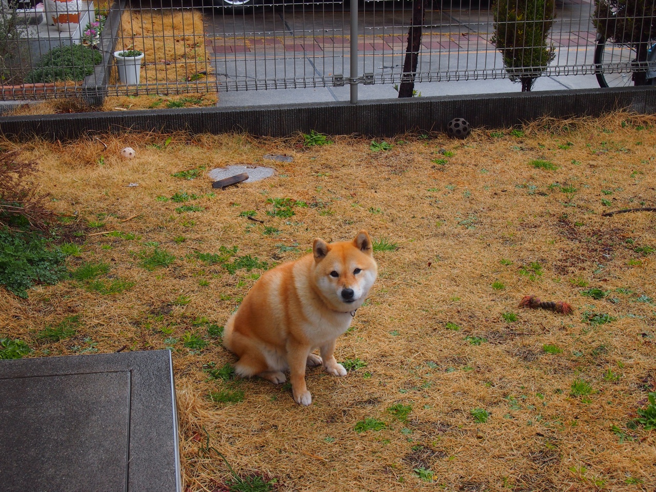 乌干达男篮在非洲预赛中拼搏不止,开创新局面,乌干达篮球甲级联赛