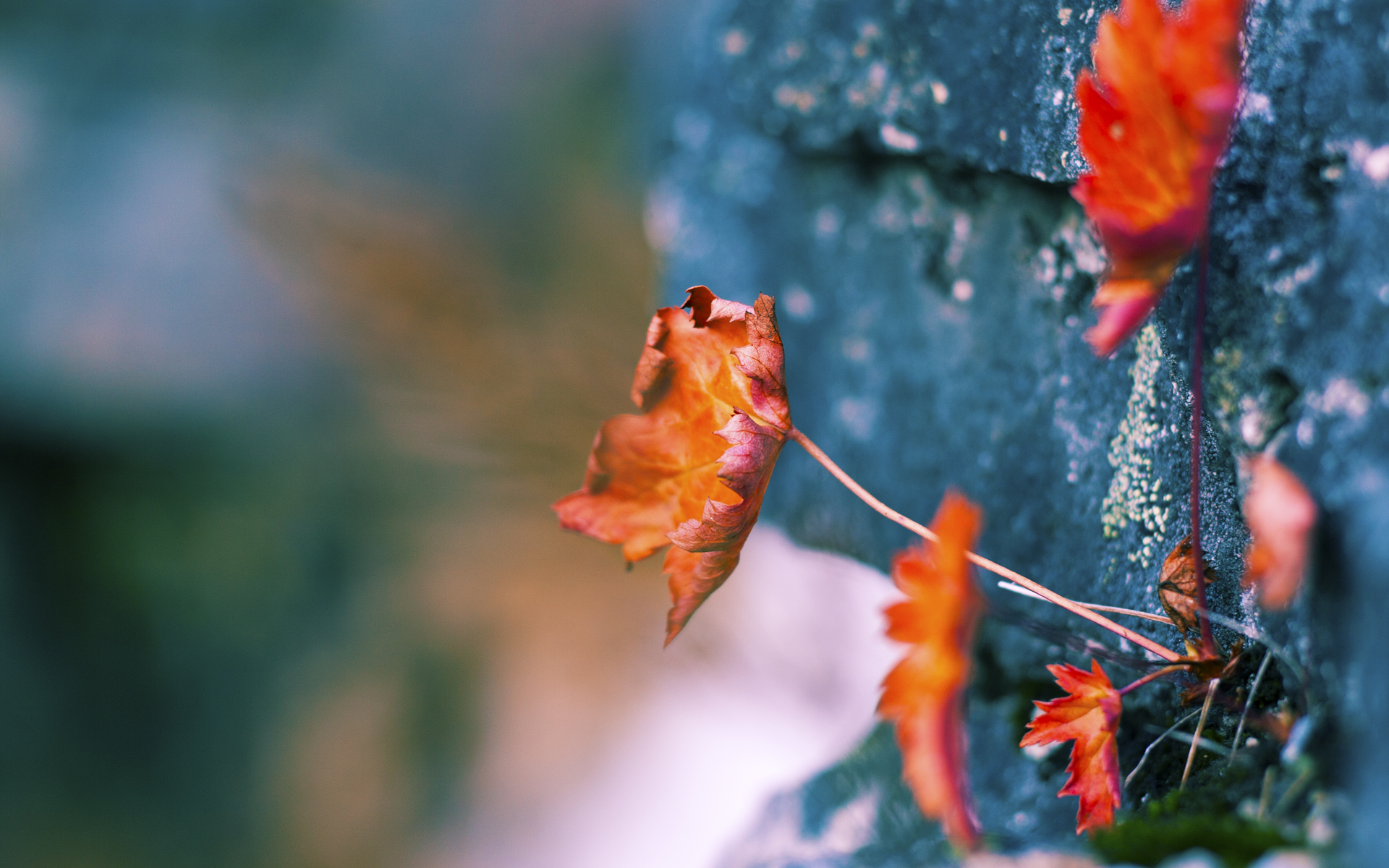 乐鱼电竞在线平台-体育品牌加大投入布局高校市场，学校体育品牌