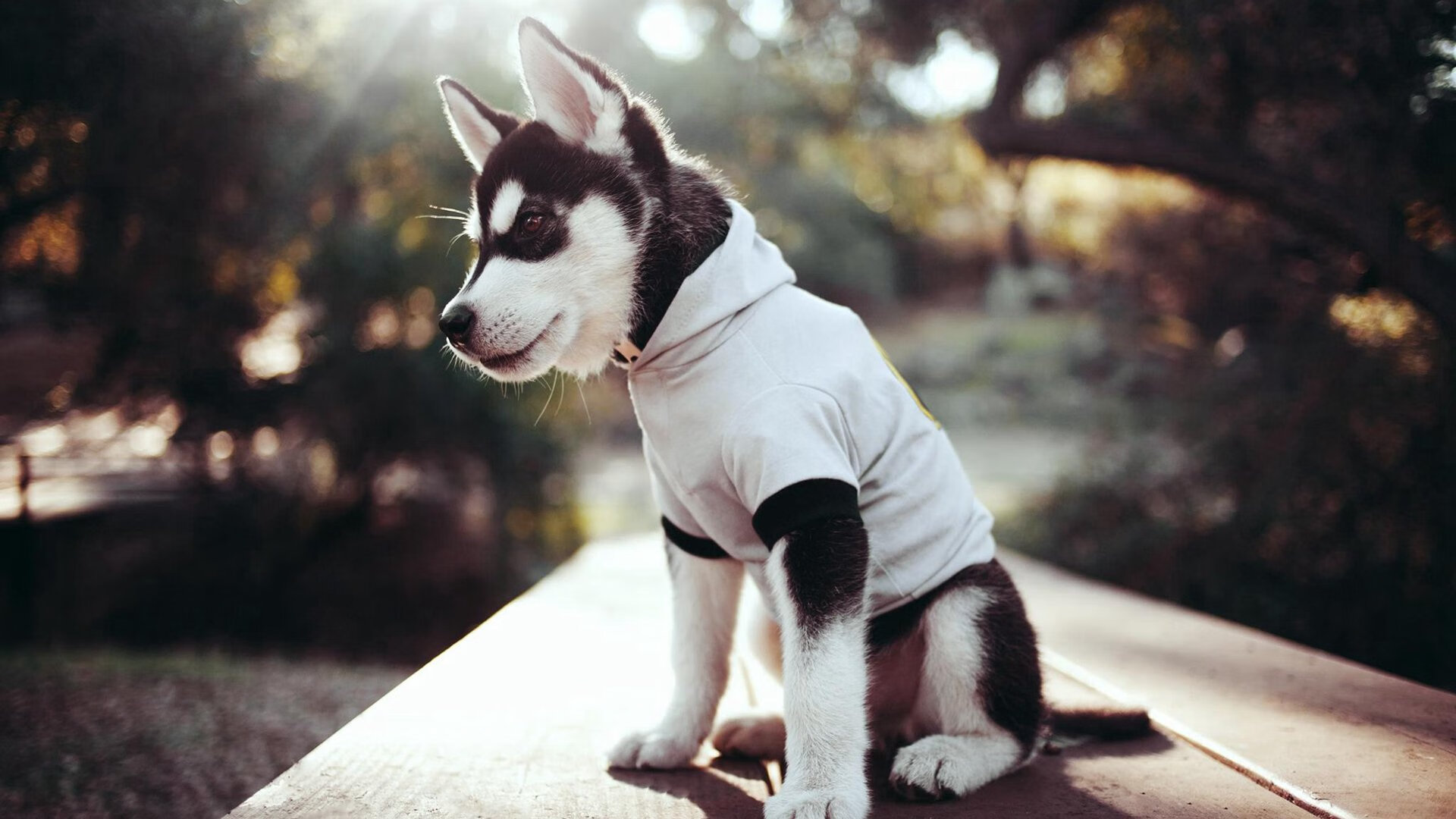 佛得角男篮在非洲锦标赛中表现抢眼,迈向奥运