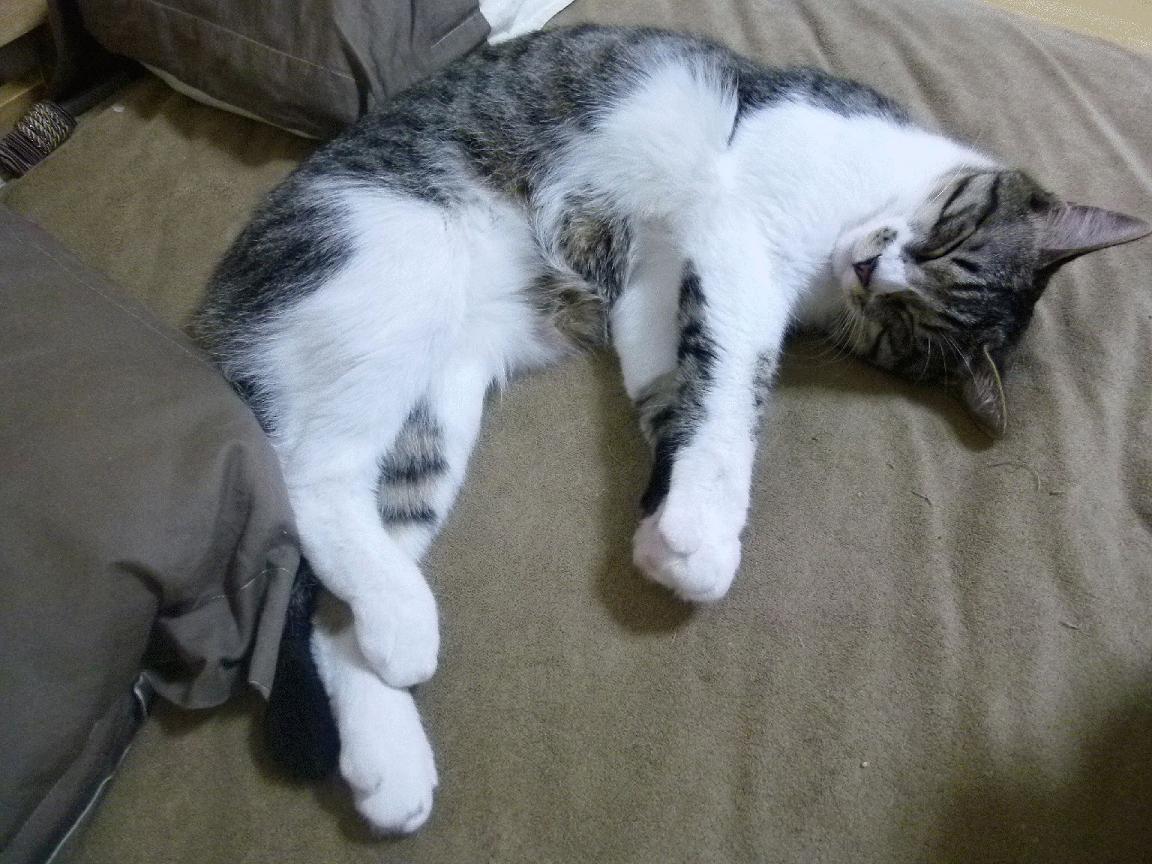 关键球员伤愈复出，赛场表现抢眼重振球队士气，球员伤病情况