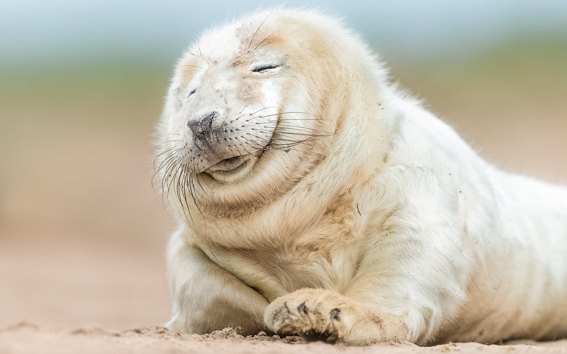 塞尔维亚男篮在欧洲预赛中奋勇追击，冲击更高荣誉，塞尔维亚男子足球队欧洲杯