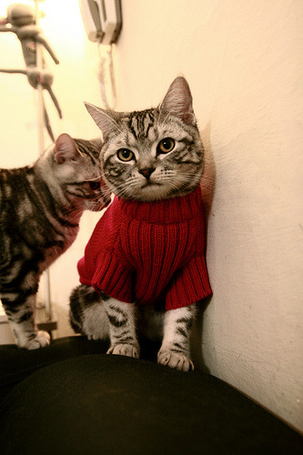 安哥拉男篮在非洲锦标赛中夺冠,体育传统继续发扬光大,安哥拉国家男子足球队