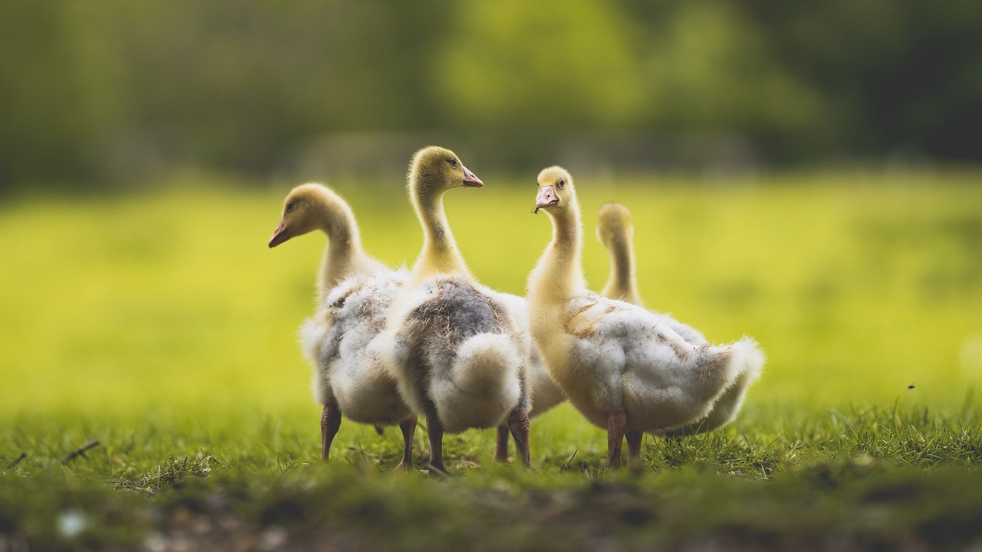 比利时男篮在欧洲预赛中拼搏奋战,迎接奥运最后冲刺,比利时男篮阵容