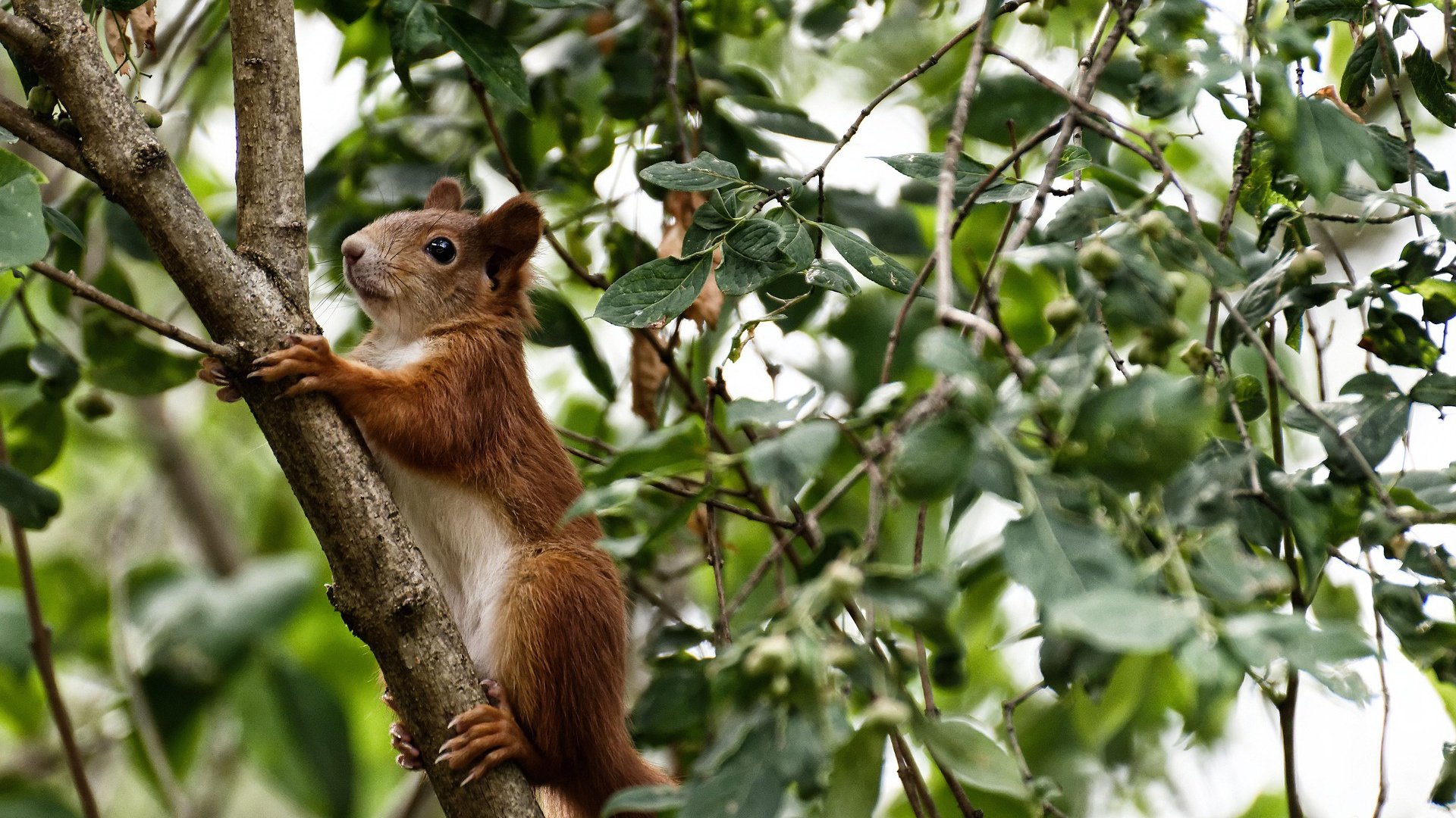 LEYU乐鱼体育官方网站-法甲崛起新星：未来领军人物逐渐成型！，法甲新赛季前瞻